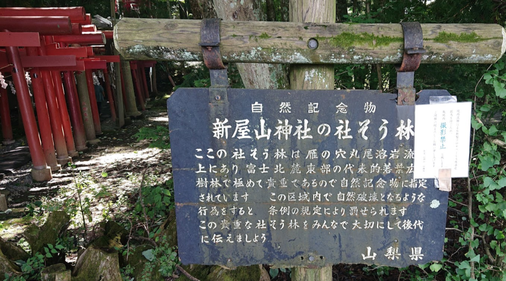 新屋 山神社 社そう林